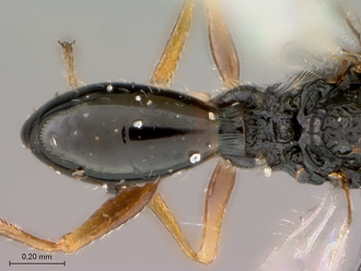 Figites_favonius_HT_male_metasoma_dorsal