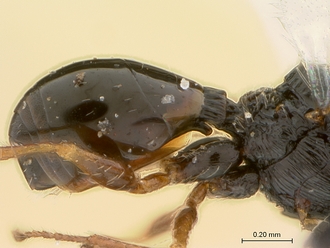 Figites_favonius_HT_male_metasoma_lateral