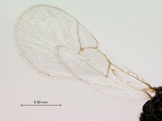 Figites_favonius_HT_male_wings