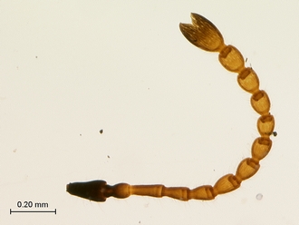 Figites_furvus_HT_female_antenna