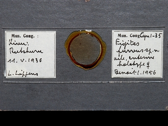 Figites_furvus_HT_female_antenna_slide