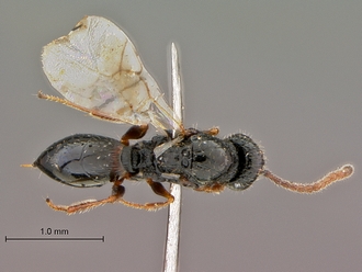 Figites_furvus_HT_female_habitus_dorsal