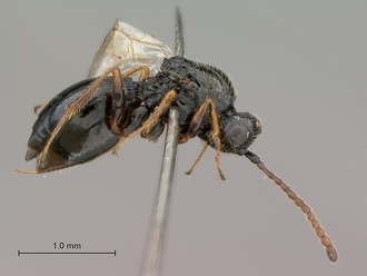 Figites_furvus_HT_female_habitus_lateral