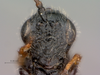 Figites_furvus_HT_female_head_frontal
