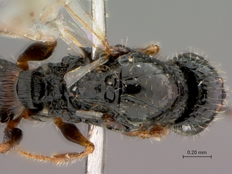 Figites_furvus_HT_female_head_mesosoma_dorsal