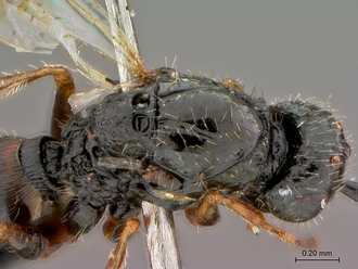 Figites_furvus_HT_female_head_mesosoma_dorsolateral