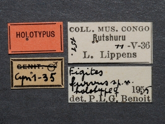 Figites_furvus_HT_female_labels