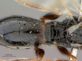 Figites_furvus_HT_female_metasoma_dorsal