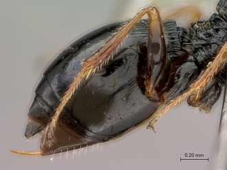 Figites_furvus_HT_female_metasoma_lateral