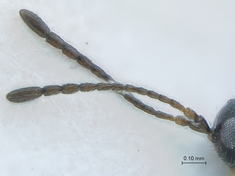 Lonchidia_clavicornis_MZLU_antennae