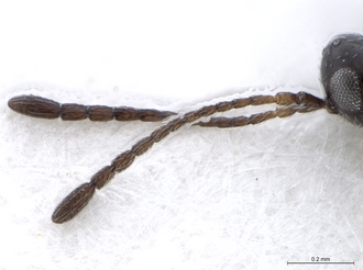 Lonchidia_clavicornis_MZLU_antennae_LAS