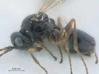 Lonchidia_clavicornis_MZLU_body_lateral