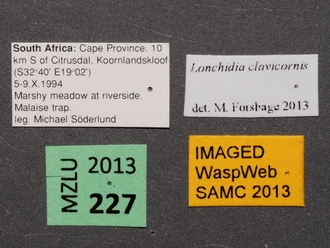 Lonchidia_clavicornis_MZLU_labels