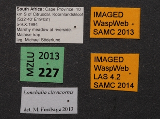 Lonchidia_clavicornis_MZLU_labels_LAS