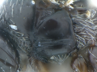 Lonchidia_clavicornis_MZLU_mesopleuron_lateral