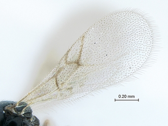 Lonchidia_clavicornis_MZLU_wings