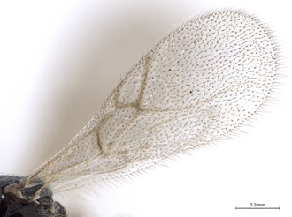 Lonchidia_clavicornis_MZLU_wings_LAS