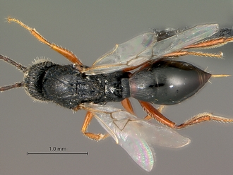 Neralsia_haddocki_SAM-HYM-P025026_habitus_dorsal