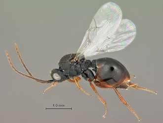 Neralsia_haddocki_SAM-HYM-P025026_habitus_lateral