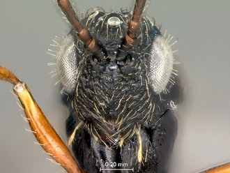 Neralsia_haddocki_SAM-HYM-P025026_head_frontal