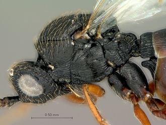 Neralsia_haddocki_SAM-HYM-P025026_head_mesosoma_lateral