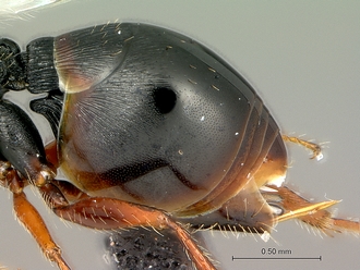 Neralsia_haddocki_SAM-HYM-P025026_head_metasoma_lateral