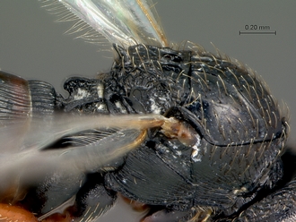 Neralsia_haddocki_SAM-HYM-P025026_mesonotum_dorso-lateral