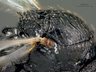 Neralsia_haddocki_SAM-HYM-P025026_mesonotum_dorso-lateral
