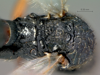 Neralsia_haddocki_SAM-HYM-P025026_mesonotum_dorso-posterior