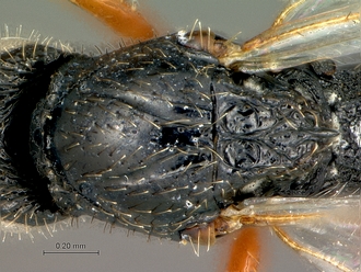Neralsia_haddocki_SAM-HYM-P025026_mesosoma_dorsal