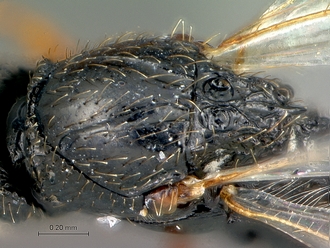 Neralsia_haddocki_SAM-HYM-P025026_mesosutum_scutellum_dorso-lateral