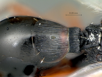 Neralsia_haddocki_SAM-HYM-P025026_petiole_metasoma_dorsal