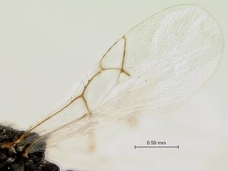Neralsia_haddocki_SAM-HYM-P025026_wing