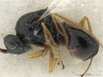 Neralsia_haddocki_male_BMNH_body_lateral