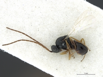 Neralsia_haddocki_male_BMNH_habitus_lateral