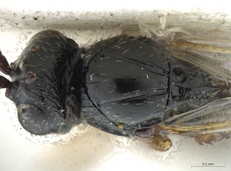 Neralsia_haddocki_male_BMNH_head_mesosoma_dorsal