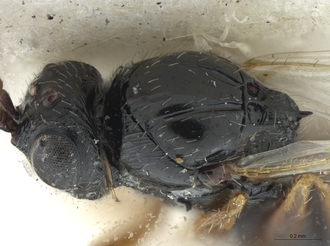 Neralsia_haddocki_male_BMNH_head_mesosoma_latdors