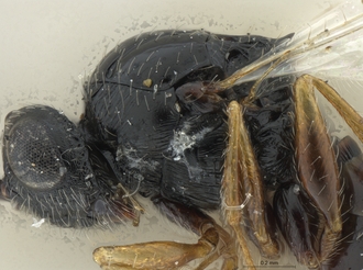 Neralsia_haddocki_male_BMNH_head_mesosoma_lateral