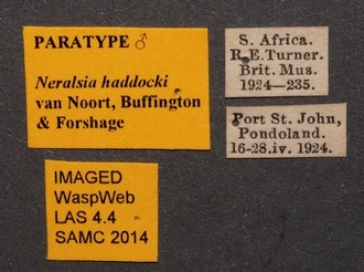 Neralsia_haddocki_male_BMNH_labels