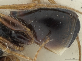 Neralsia_haddocki_male_BMNH_metasoma_lateral