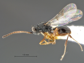 Xyalophora_tedjoansi_HT_MRAC_habitus_lateral