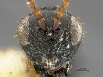 Xyalophora_tedjoansi_HT_MRAC_head_frontal