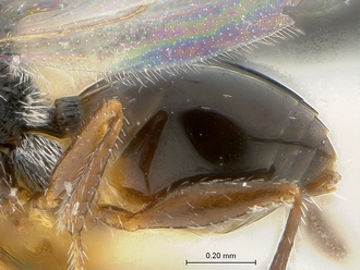 Xyalophora_tedjoansi_HT_MRAC_metasoma_lateral