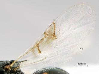 Xyalophora_tedjoansi_HT_MRAC_wings