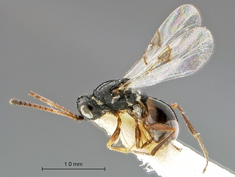 Xyalophora_tedjoansi_PT_MRAC_habitus_lateral