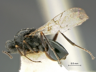 Xyalophora_tintini_HT_MRAC_habitus_lateral