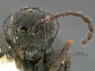 Xyalophora_tintini_HT_MRAC_head_frontal
