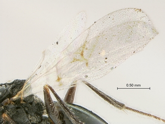 Xyalophora_tintini_HT_MRAC_wings