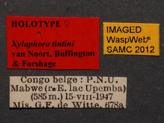 Xyalophora_tintini_female_RMCA_labels