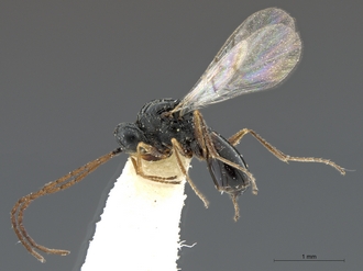 Xyalophora_tintini_male_BMNH_habitus_lateral